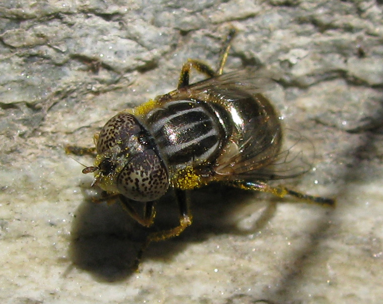 Altro Syrphidae da identificare